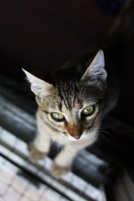 avoir un chat mode d'emploi