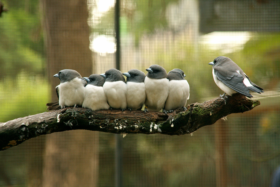 angry-birds-featherdale-wildlife-park-australie-08