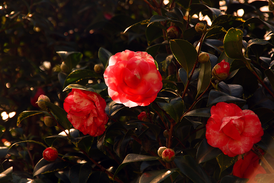 botanic-garden-sydney-australie-04