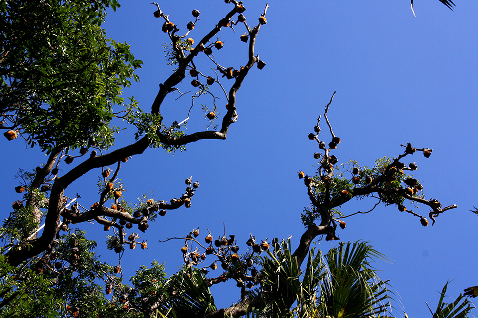 chauve-souris-flying-foxes-sydney-australie-01