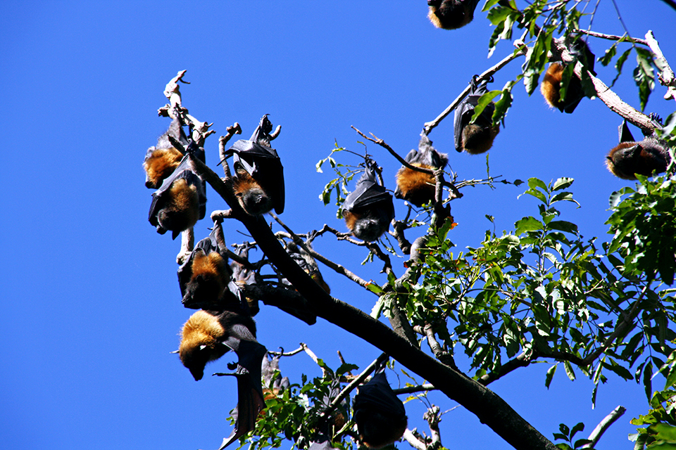 chauve-souris-flying-foxes-sydney-australie-02