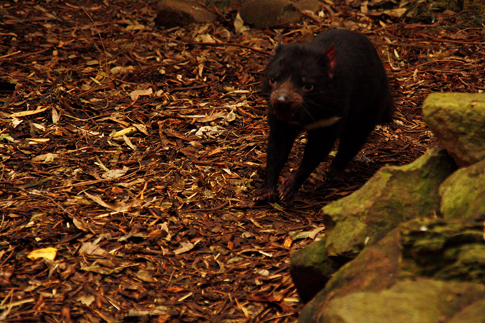 diable-tasmanie-featherdale-wildlife-park-australie-11