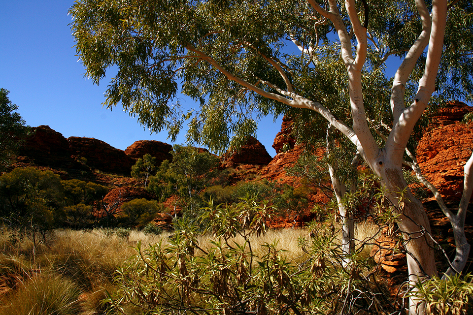 kings-canyon-red-center-australie-06