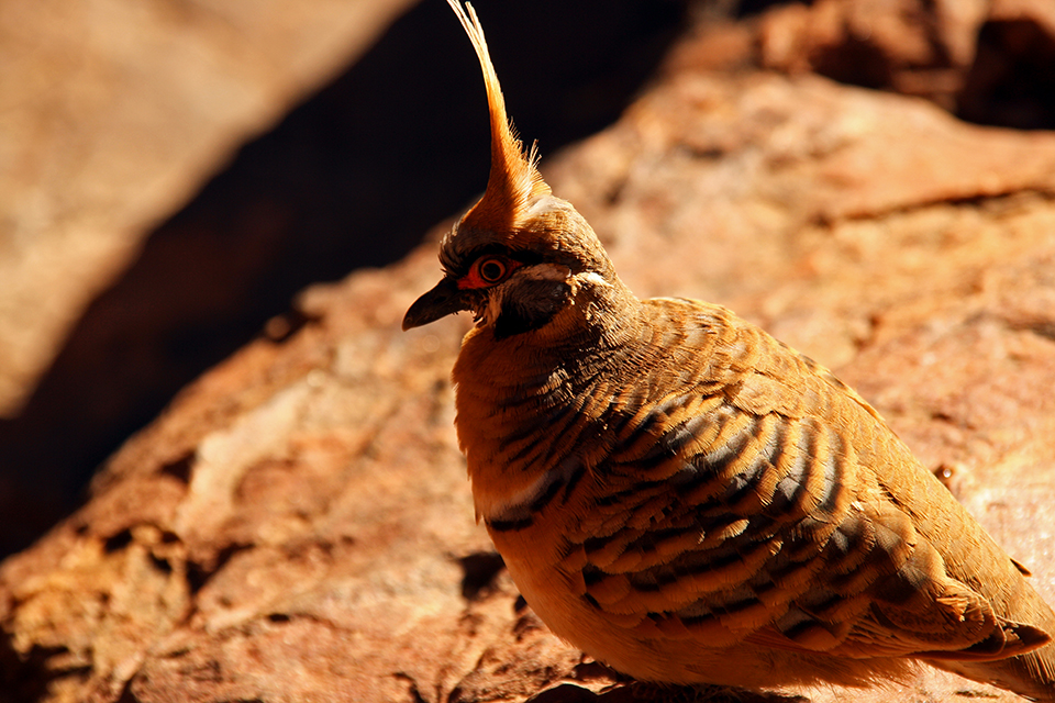 kings-canyon-red-center-australie-15