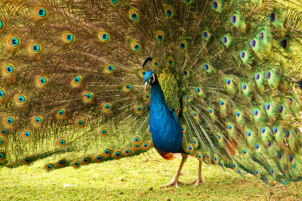 paon-peacock-featherdale-wildlife-park-australie-09