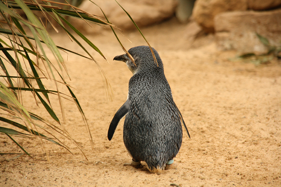 pingouin-featherdale-wildlife-park-australie-06