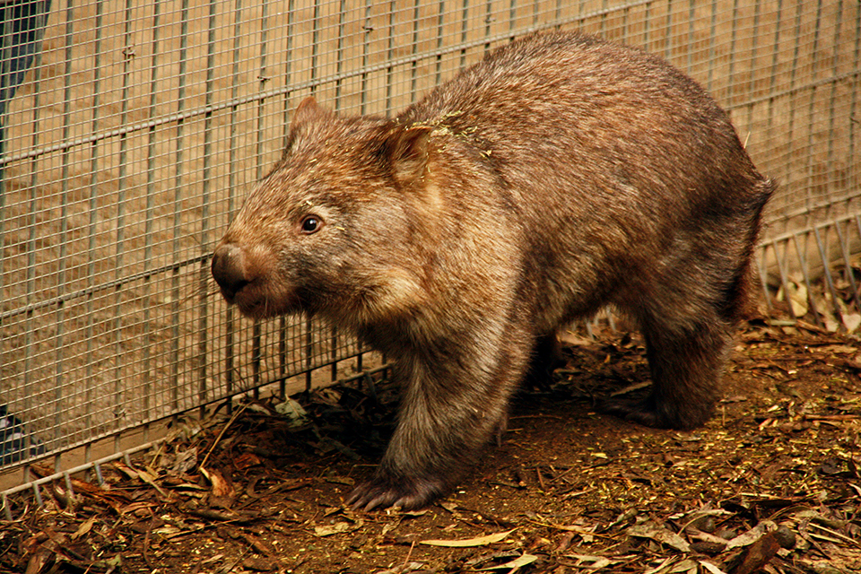 wombat-featherdale-wildlife-park-australie-12