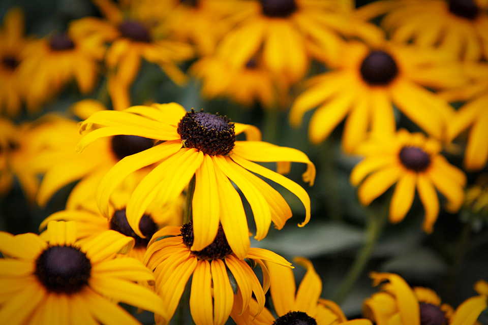 fleurs-kew-gardens-londres-03