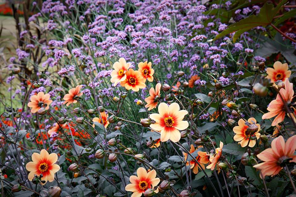 fleurs-kew-gardens-londres-09