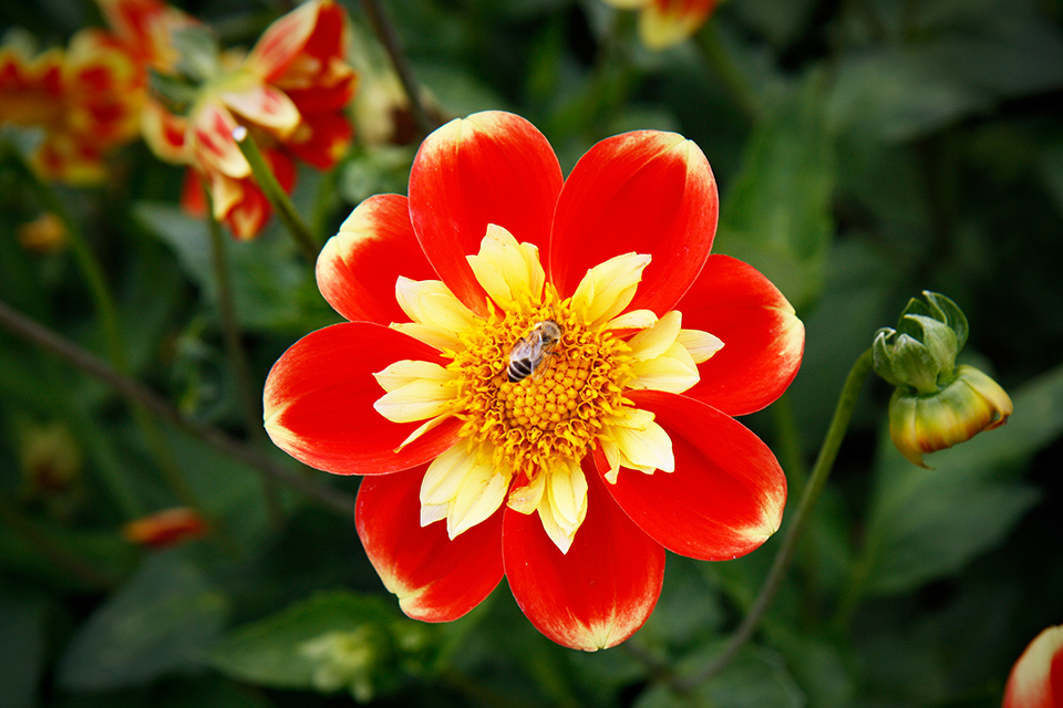 fleurs-kew-gardens-londres-11