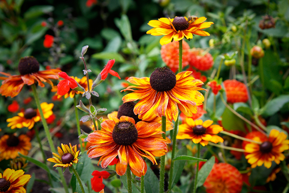 fleurs-kew-gardens-londres-13