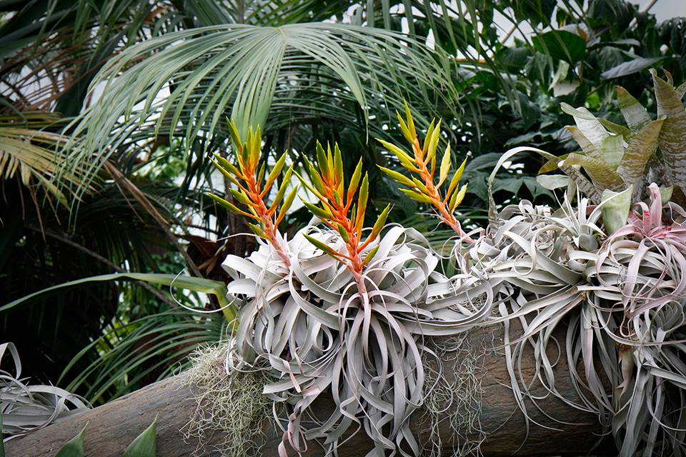 princess-of-wales-conservatory-kew-gardens-londres-04