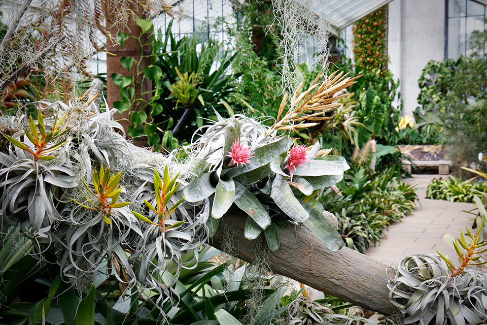 princess-of-wales-conservatory-kew-gardens-londres-06