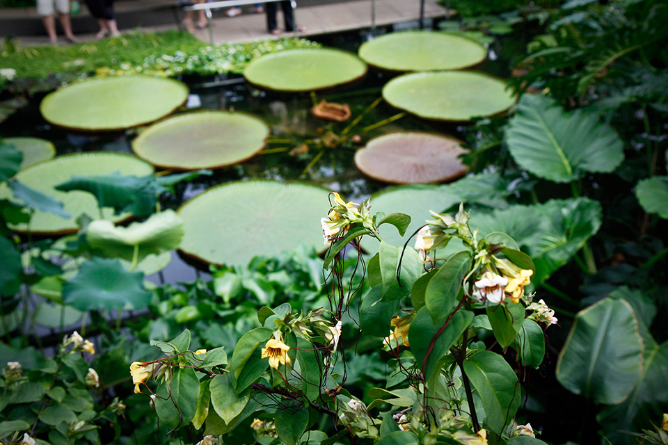 princess-of-wales-conservatory-kew-gardens-londres-09