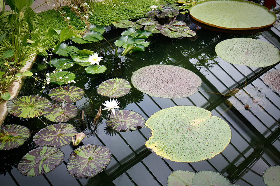 princess-of-wales-conservatory-kew-gardens-londres-12