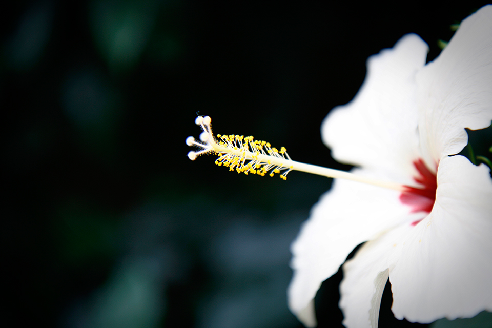 princess-of-wales-conservatory-kew-gardens-londres-18