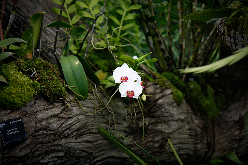 princess-of-wales-conservatory-kew-gardens-londres-19