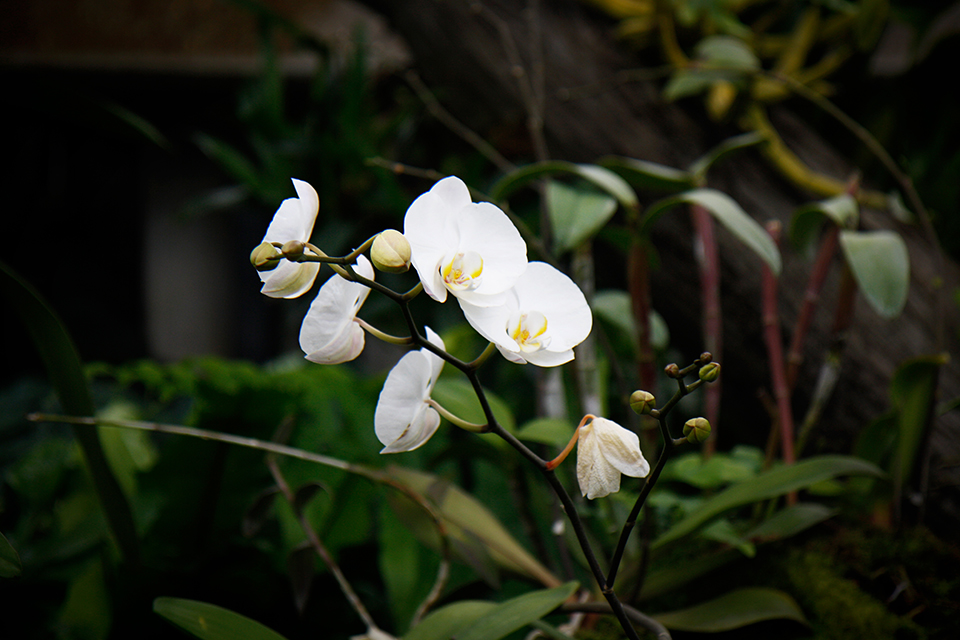 princess-of-wales-conservatory-kew-gardens-londres-20