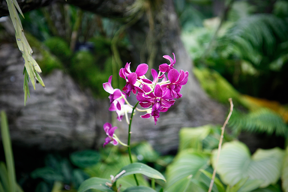 princess-of-wales-conservatory-kew-gardens-londres-22