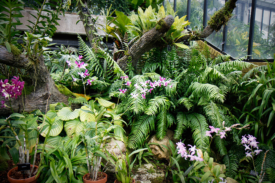 princess-of-wales-conservatory-kew-gardens-londres-23