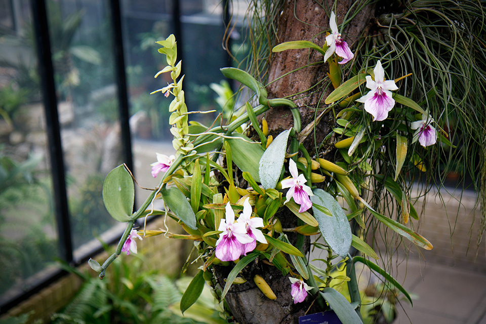 princess-of-wales-conservatory-kew-gardens-londres-25