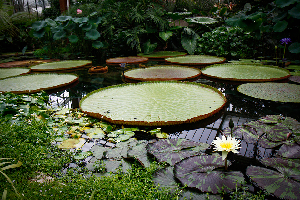 princess-of-wales-conservatory-kew-gardens-londres-30