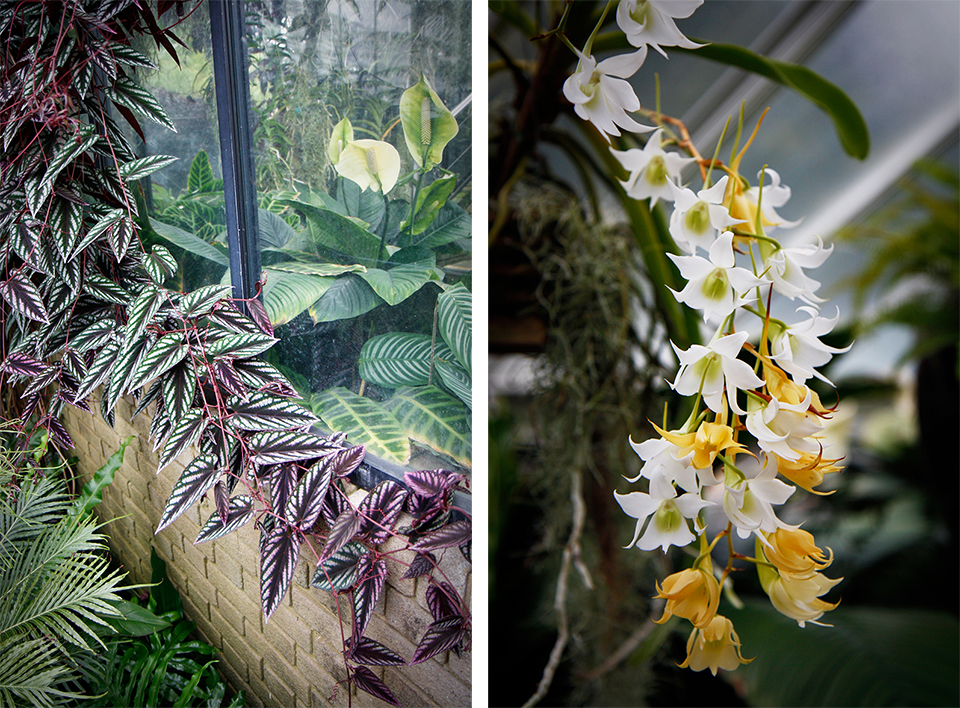 princess-of-wales-conservatory-kew-gardens-londres-35