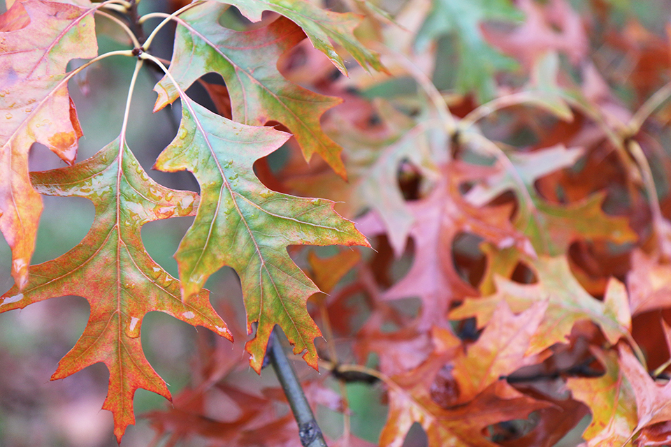 londres en automne