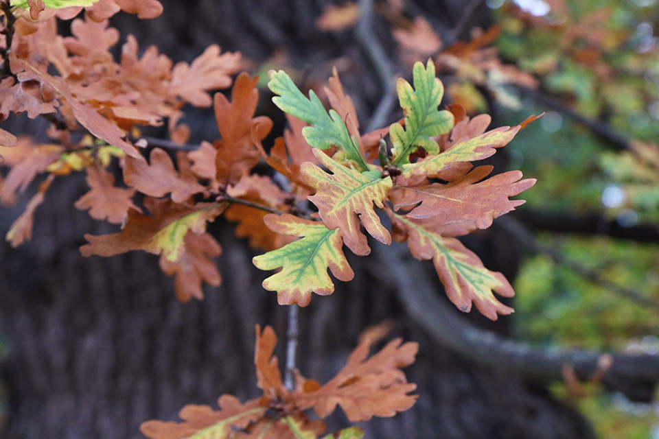 londres en automne