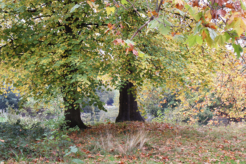 londres en automne