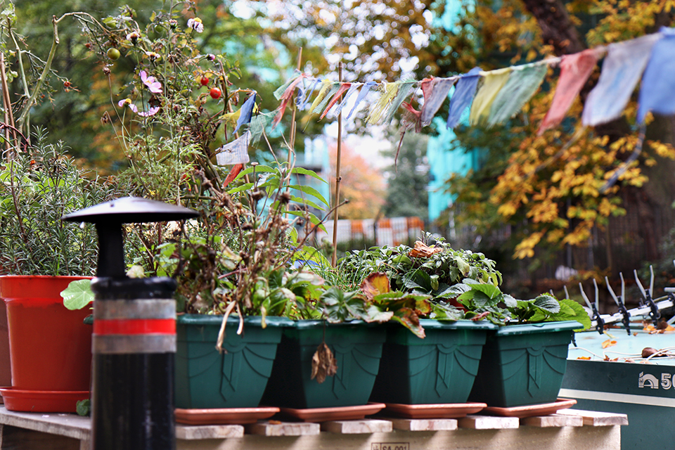 londres-regents-canal-bateau-plantes