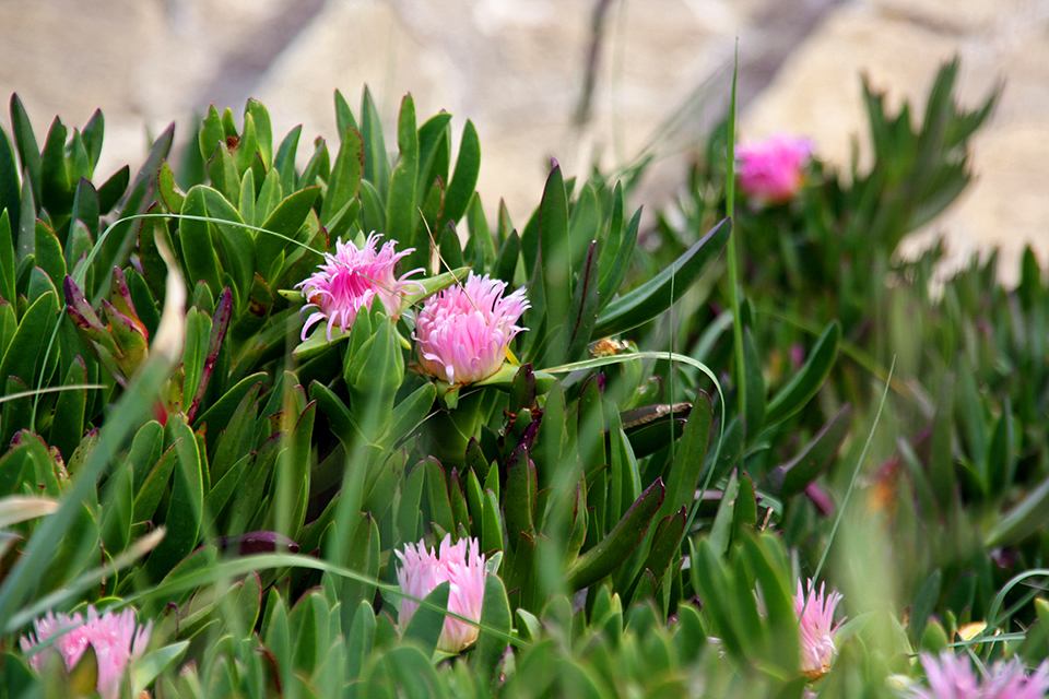 bretagne-golfe-morbihan-03