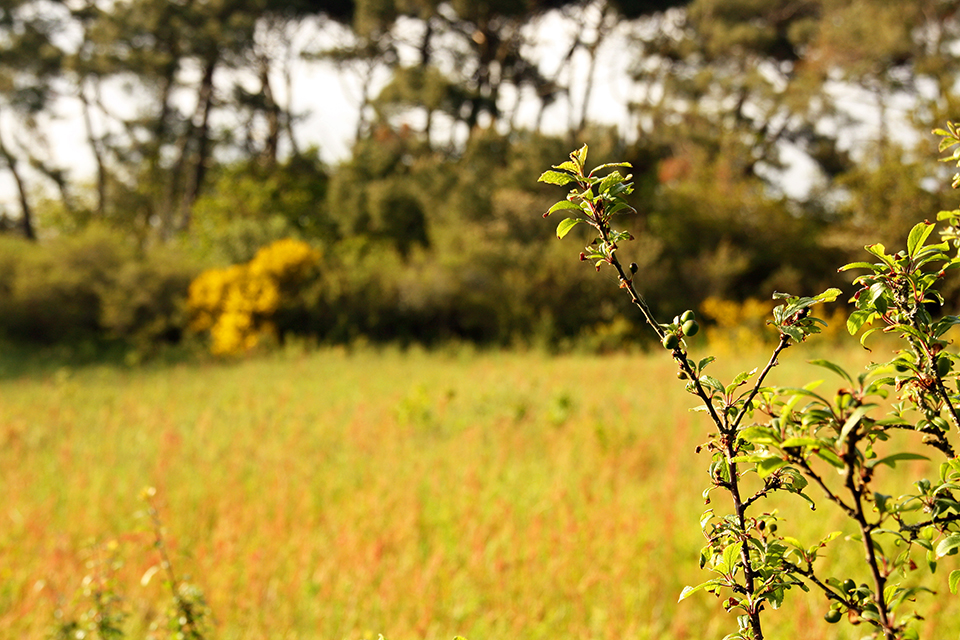 bretagne-golfe-morbihan-22