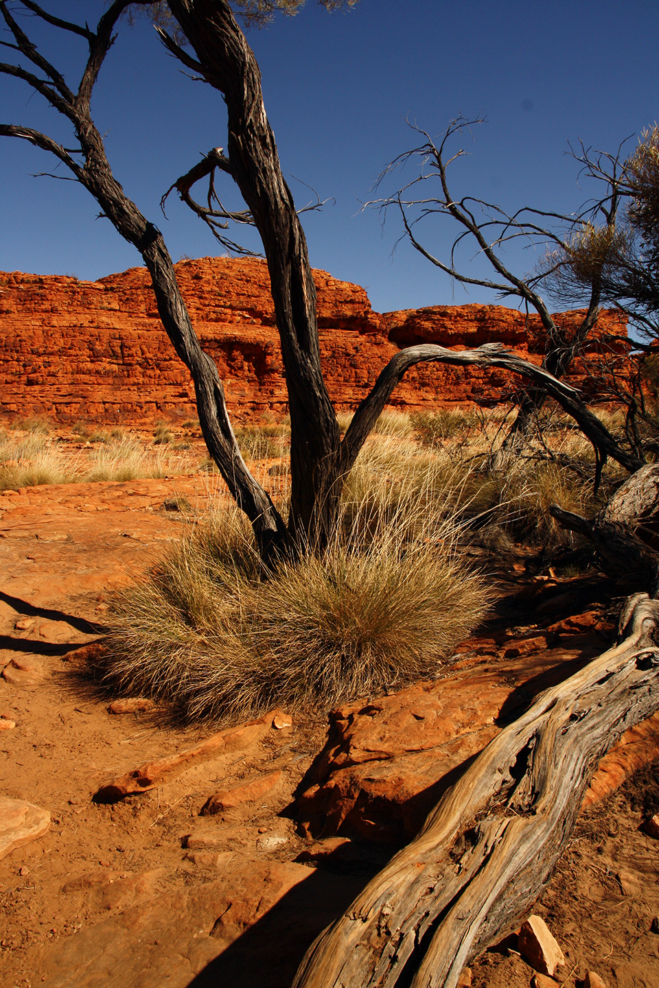 kings-canyon-australie-2011-0349-mod