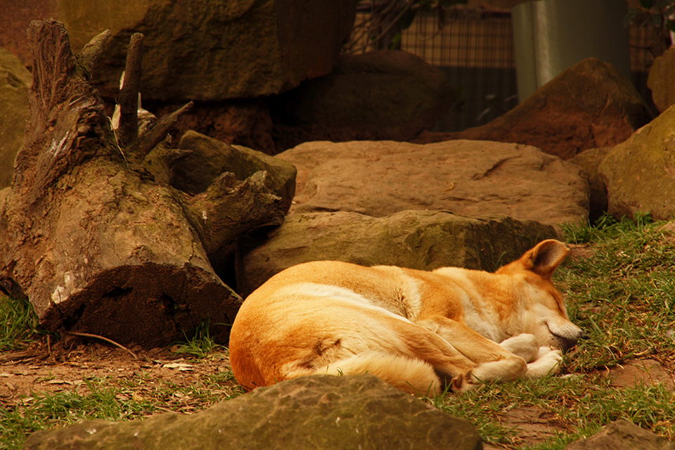 Dingo 