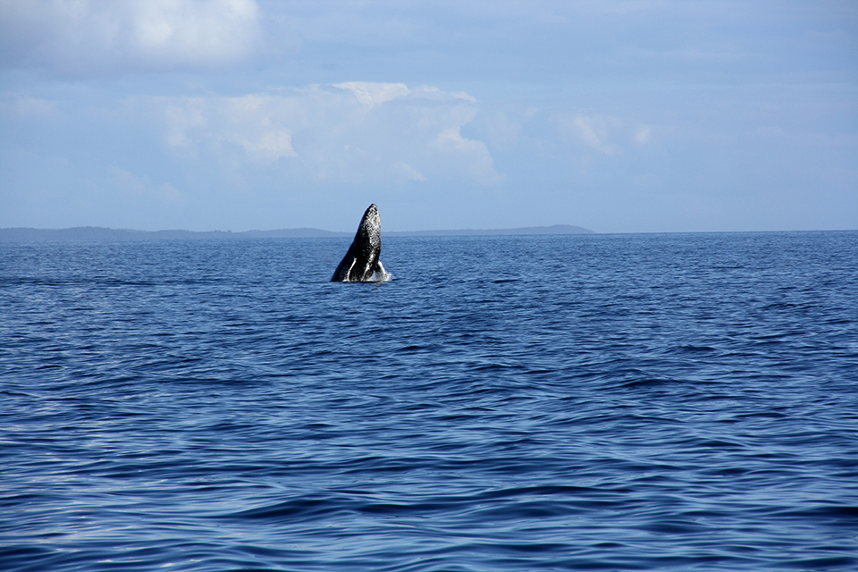 baleines-hervey-bay-australie-03