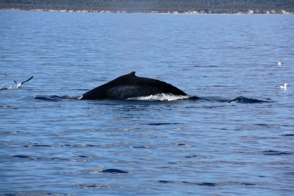 baleines-hervey-bay-australie-11