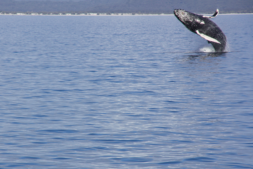 baleines-hervey-bay-australie-12