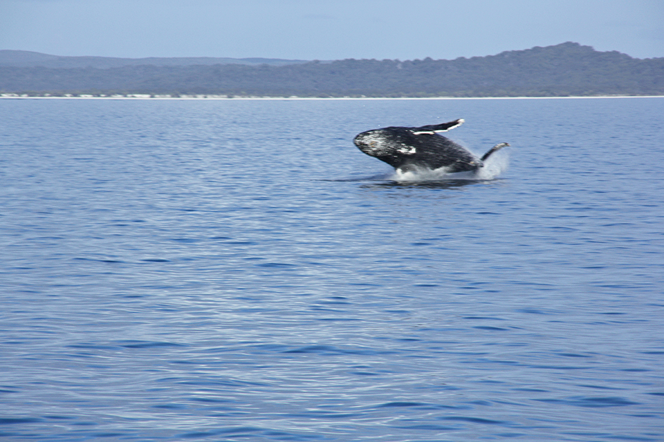 baleines-hervey-bay-australie-13