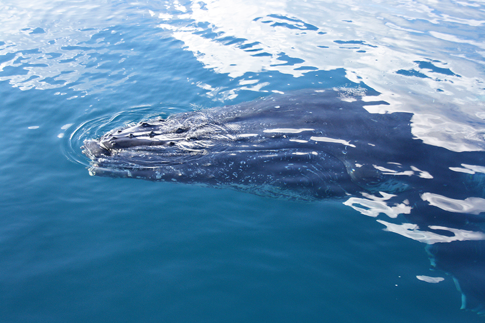 baleines-hervey-bay-australie-16