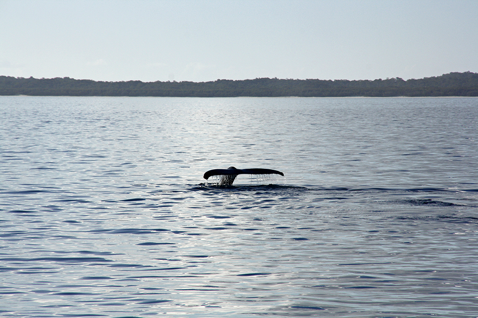 baleines-hervey-bay-australie-19