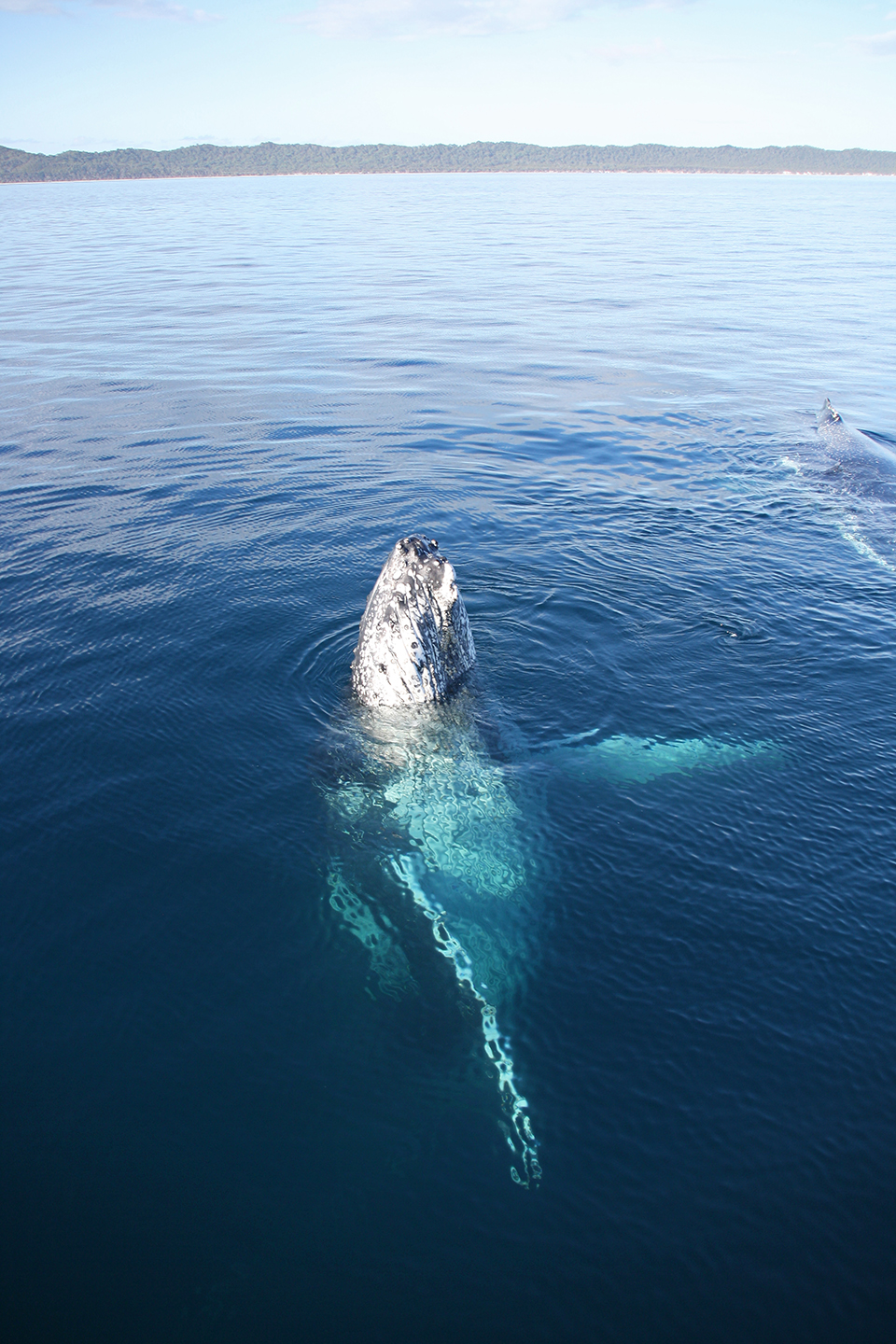 baleines-hervey-bay-australie-21