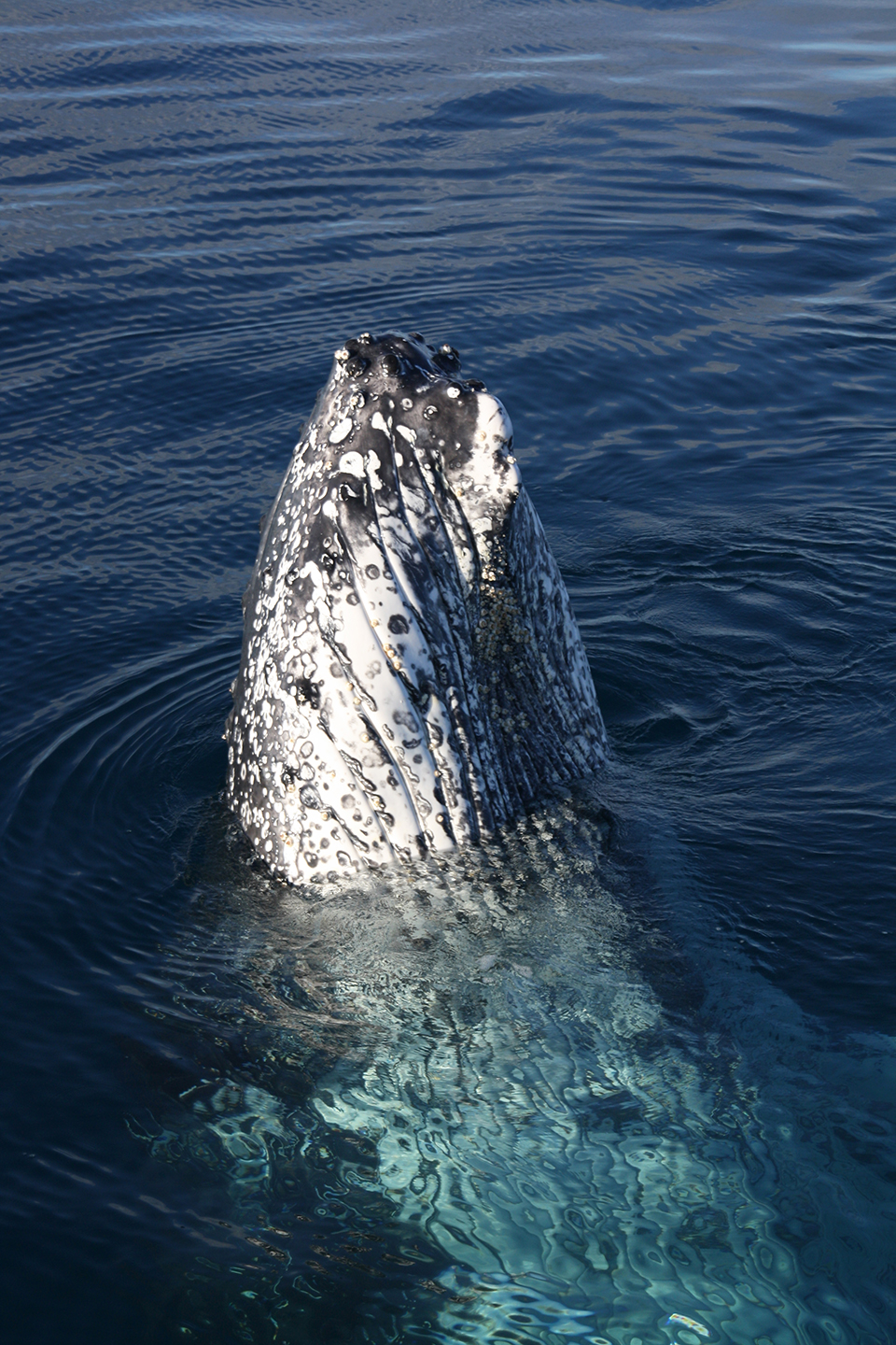 baleines-hervey-bay-australie-22