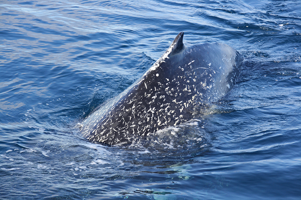 baleines-hervey-bay-australie-23