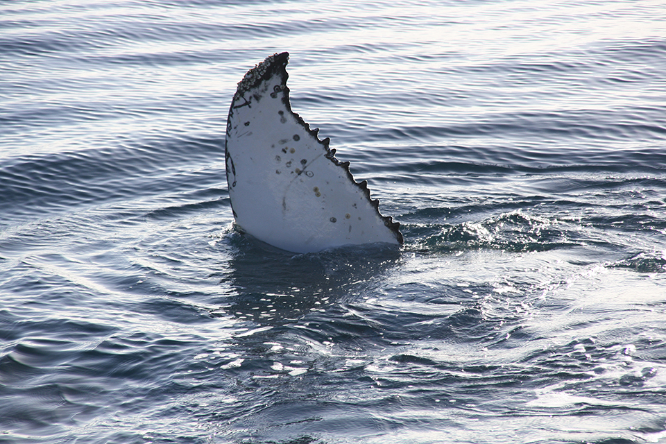 baleines-hervey-bay-australie-24