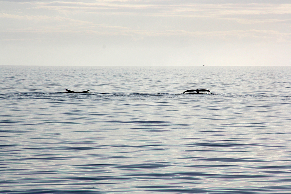 baleines-hervey-bay-australie-25