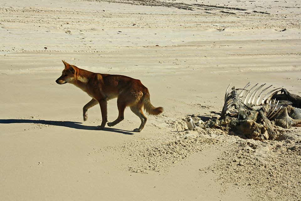 dingo-fraser-island-australie-01