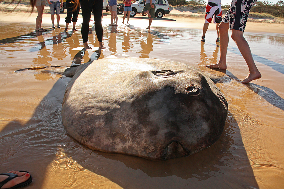 fraser-island-australie-11