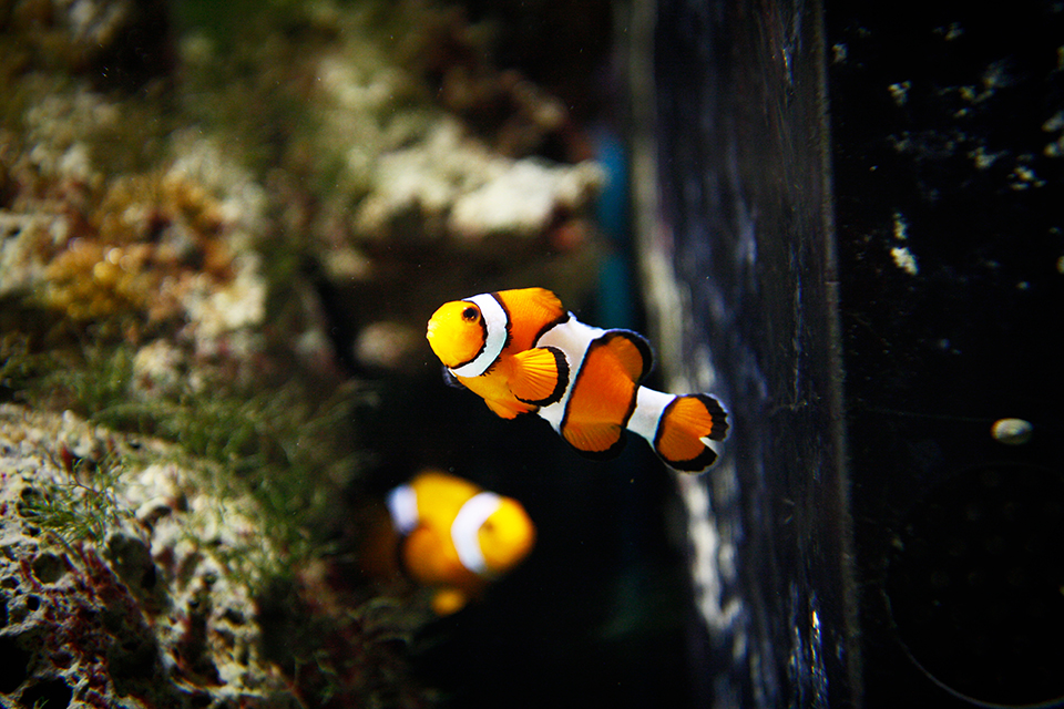 poisson-clown-kew-gardens-londres-03