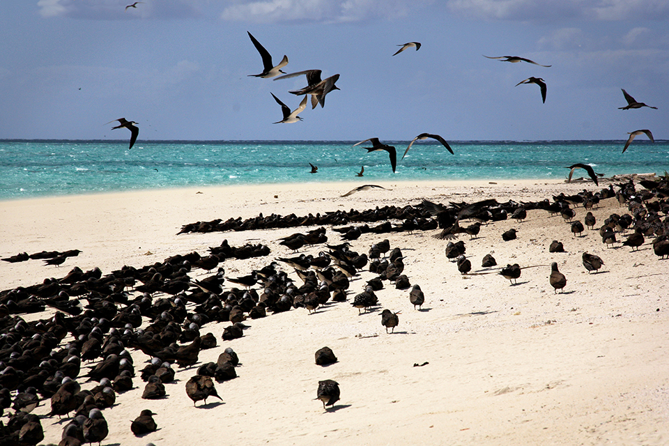 barriere-corail-australie-04